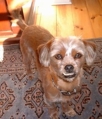 Pin-Tzu Dog Breed Πληροφορίες και εικόνες