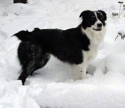 Informations et images sur la race de chien Border-Aussie