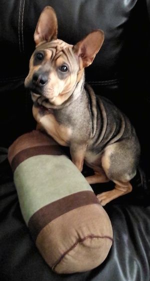 Maklumat dan Gambar Breed Dog Frenchie-Pei