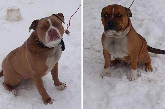 Olde Pit Bulldogge koeratõugude teave ja pildid