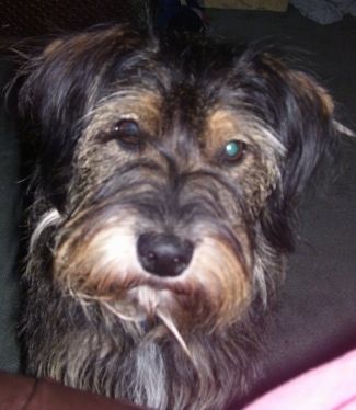 Schneagle Dog Breed Πληροφορίες και εικόνες