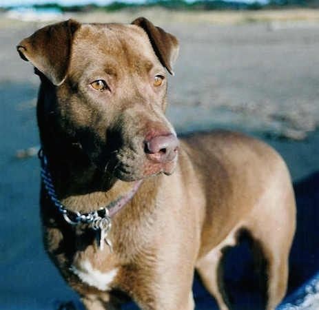 Информације и слике о узгајању паса Лаб Пеи