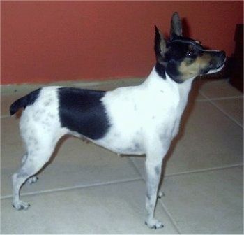 Miniature Fox Terrier hundeavl information og billeder