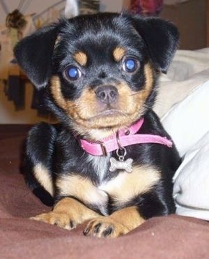 Maklumat dan Gambar Baka Anjing Chin-Pin