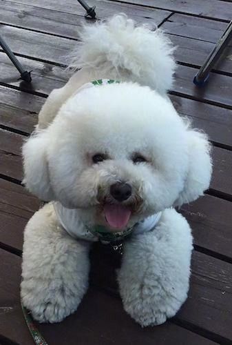 Bichon Frise hundras information och bilder