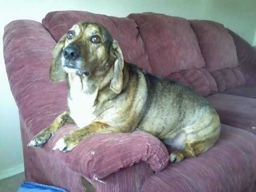 Lista de cães da raça Basset Hound Mix