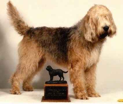 Maklumat dan Gambar Baka Anjing Otterhound