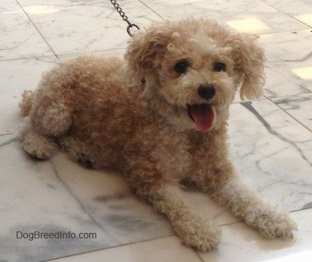 Maklumat dan Gambar Breed Dog Toy Poodle