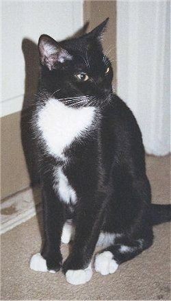 Amerikos polidaktilo kačių veislės informacija ir paveikslėliai