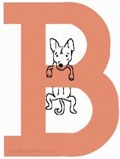 Šunų veislės nuo A iki Z, - veislės, prasidedančios raide B