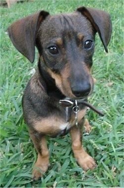 Informacije i slike o pasmini pasa Doxie-Pin