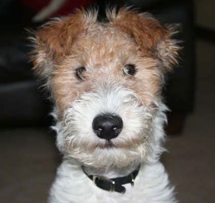 รายชื่อสายพันธุ์สุนัข Fox Terrier ประเภทต่างๆ