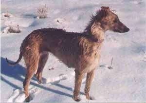Maklumat dan Gambar Baka Anjing Staghound