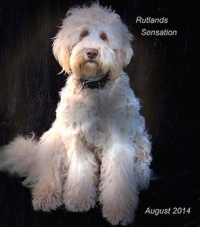 Informacija apie Australijos kobberdogų šunų veislę ir nuotraukos