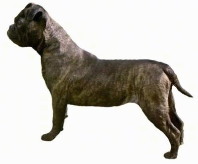 ข้อมูลและรูปภาพของ Bonsai Bulldogge Dog Breed