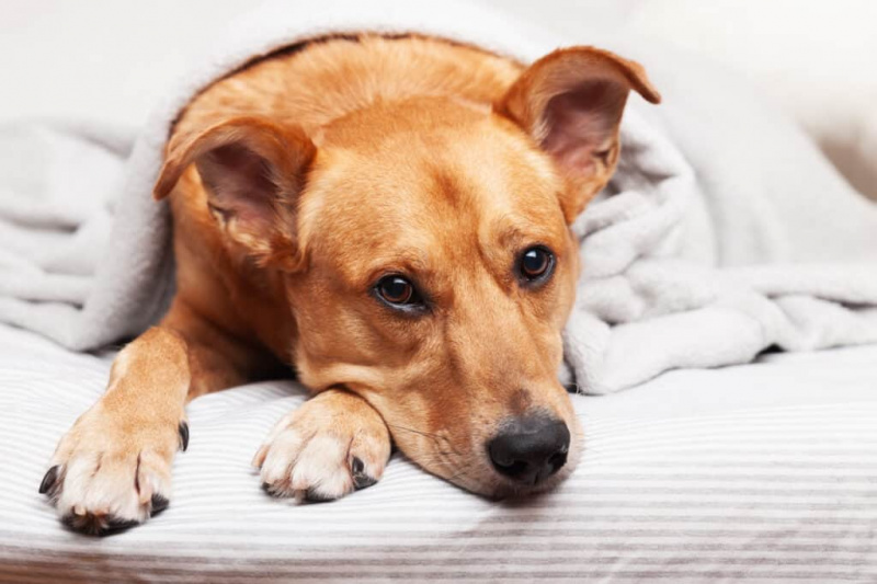 Köpekler Nezle Olabilir mi? Semptomlar neler?