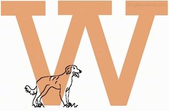 کتے کی نسلیں A to Z ، - نسلیں جو W W سے شروع ہوتی ہیں