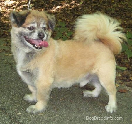 جھانکنا A-Pom کتے کی نسل کی معلومات اور تصاویر