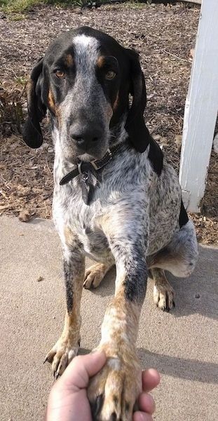 سلالة Bluetick Coonhound الكلب المعلومات والصور