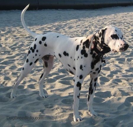 Maklumat dan Gambar Breed Dog Dalmatian