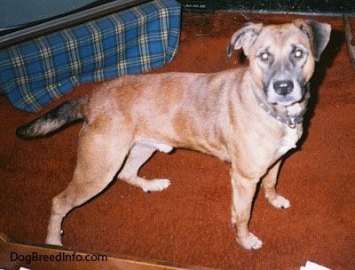 Informace a obrázky plemene Staffy Bull Pit Dog