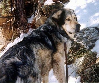 Informacija apie Tibeto mastifo šunų veislę ir nuotraukos