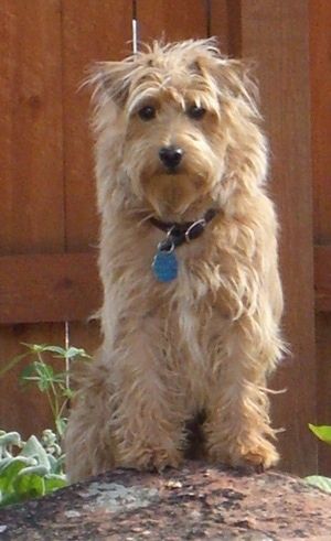 Informacija apie Westiepoo šunų veislę ir nuotraukos