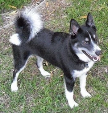 Informacija apie Huskimo šunų veislę ir nuotraukos