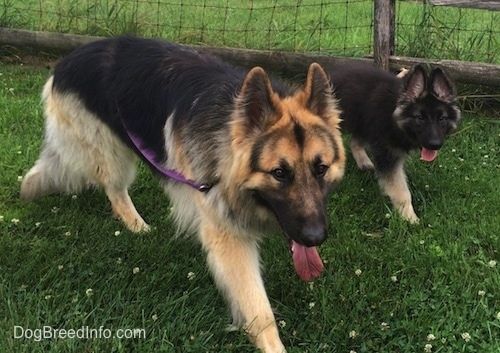 Informácie a obrázky plemena Shiloh Shepherd Dog