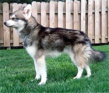 ข้อมูลและรูปภาพสุนัขพันธุ์ Alaskan Klee Kai
