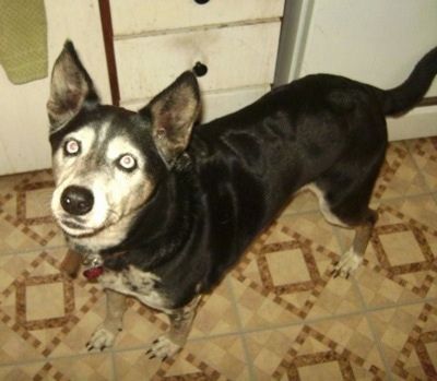 Dalmaçyalı Husky Köpek Cinsi Bilgileri ve Resimleri