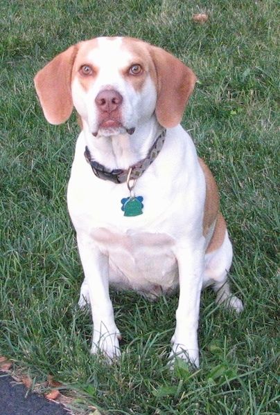 Informações e fotos sobre a raça do cão Brittany Beagle