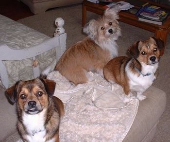 Informacije in slike o pasmi psov Shorgi