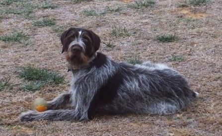 Deutsch Drahthaar Dog Breed Πληροφορίες και εικόνες