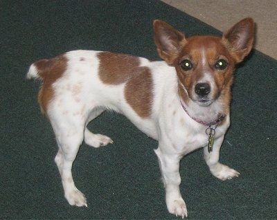 Maklumat dan Gambar Breed Dog Jack-Rat Terrier