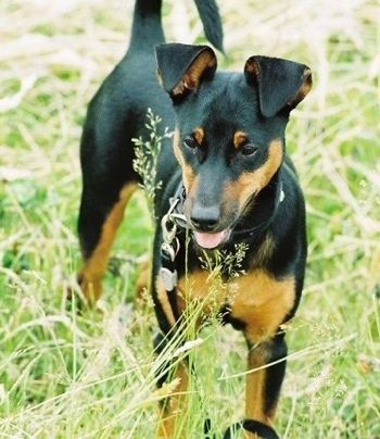 Imagens e informações sobre a raça do cão Manchester Terrier