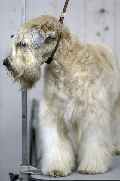 Informacija apie minkštųjų kviečių terjerų šunų veisles ir nuotraukos