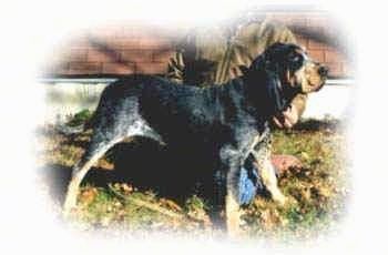 Informacija apie Amerikos mėlynojo gaskono skaliko šunų veislę ir nuotraukos