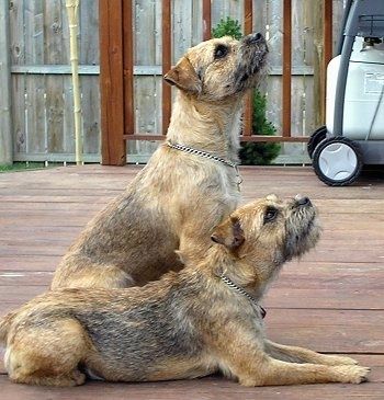 Maklumat dan Gambar Baka Anjing Border Terrier