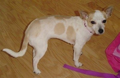 Informació i imatges de raça de gos Chestie