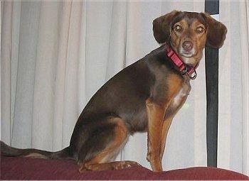 Informació i imatges de raça de gos Beagleman