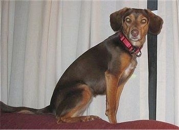 Informazioni e immagini sulla razza del cane Beagleman