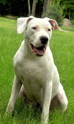 Gambar Baka Anjing Dogo Argentino, 1