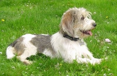 Petit Basset Griffon Vendeen hundras information och bilder