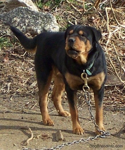 Informacija apie Rottie Čiau mišrią šunų veislę ir nuotraukos