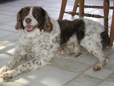 Brittany Spaniel Dog Breed Pictures