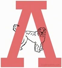 Šunų veislės nuo A iki Z, - veislės, prasidedančios raide A