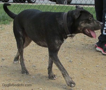 Imagens e informações sobre a raça de cães de Pit Heeler