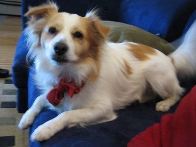 Toy Pom Terrier suņu šķirnes informācija un attēli