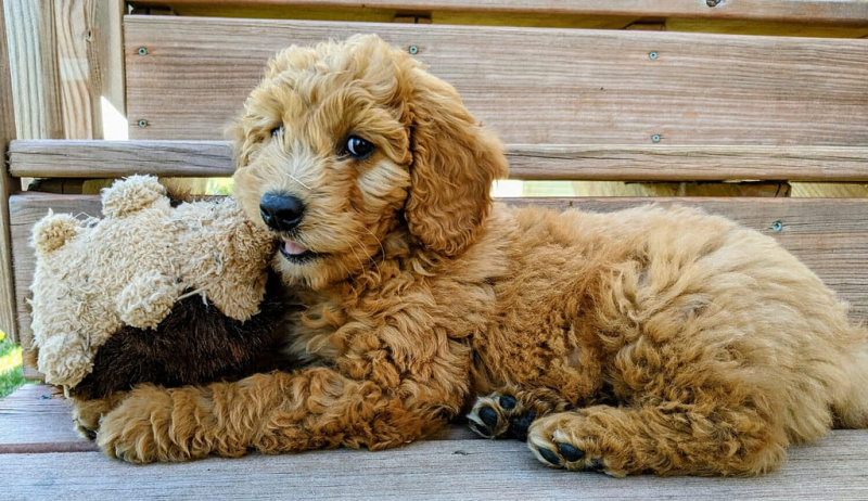   Английско Goldendoodle Puppy с кучешка играчка